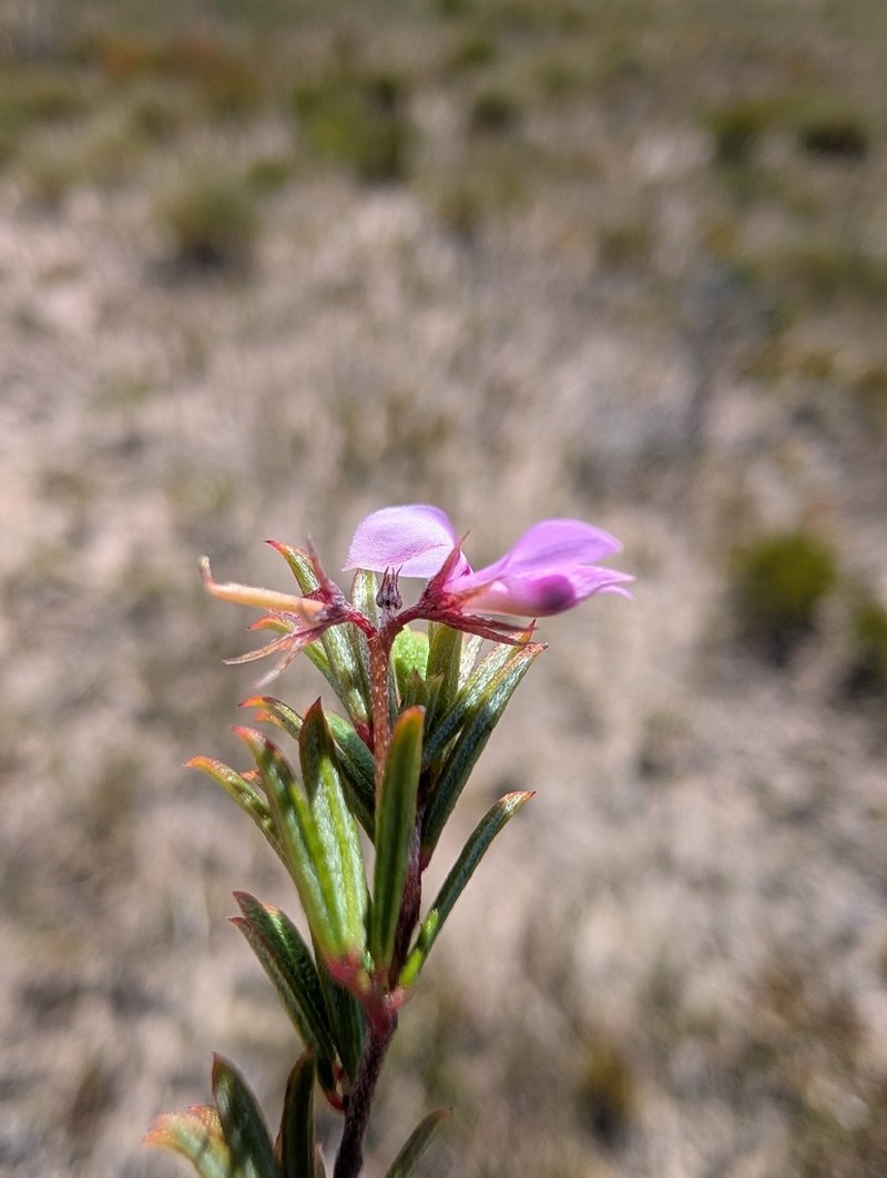 Indigofera mundiana