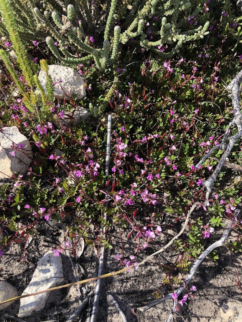 Indigofera mundiana photo 2