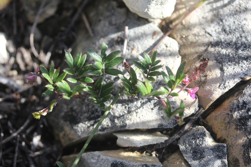 Indigofera mundiana photo 4
