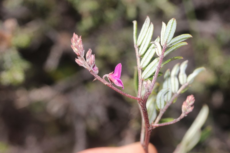 Indigofera mundiana photo 5