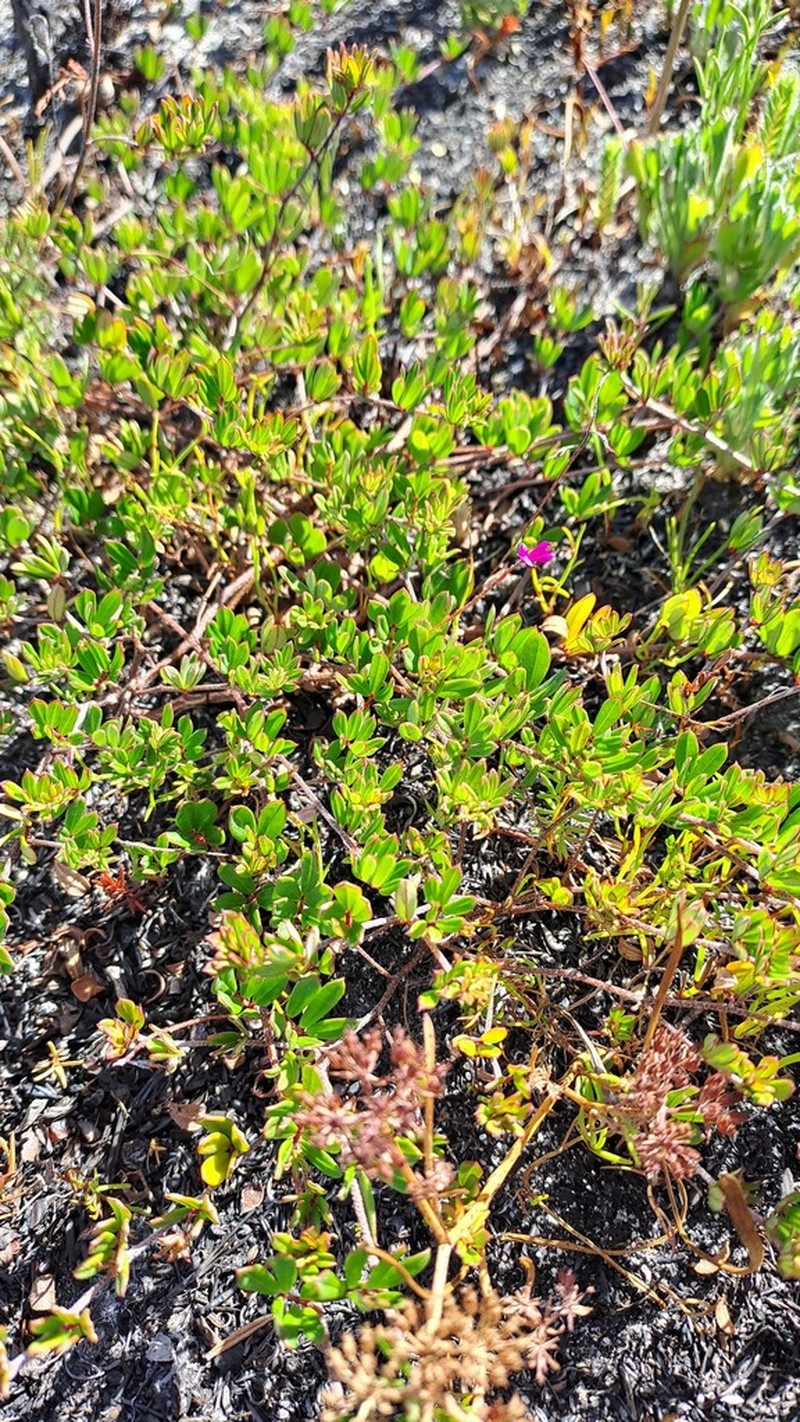 Indigofera mundiana photo 6