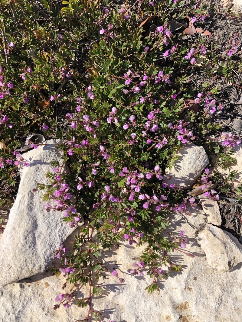 Indigofera mundiana photo 7