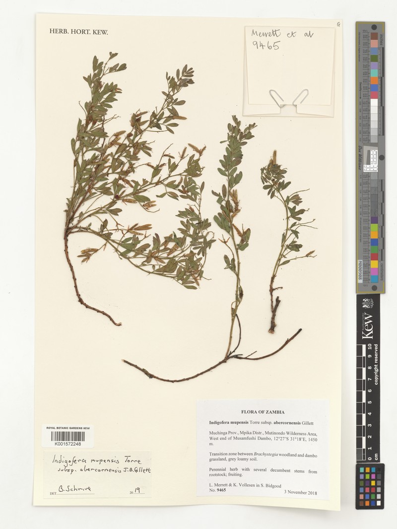 Indigofera mupensis photo 2