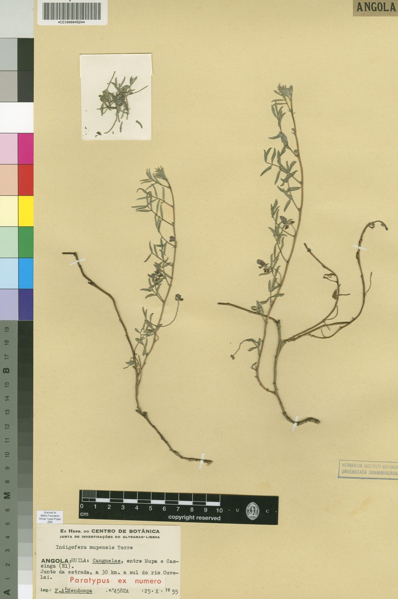 Indigofera mupensis