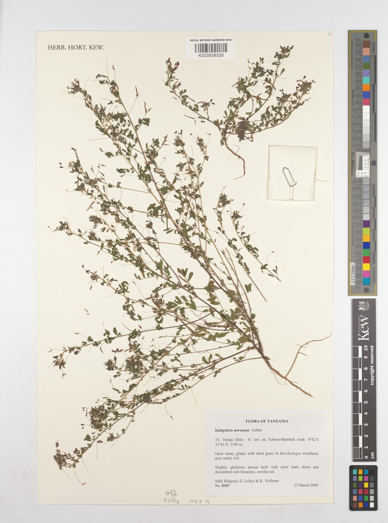 Indigofera mwanzae