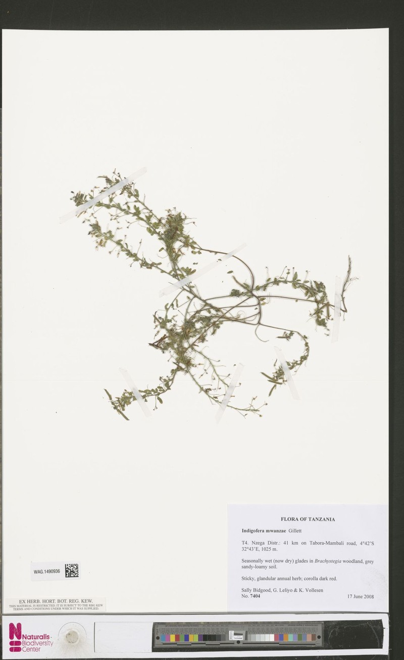 Indigofera mwanzae photo 2