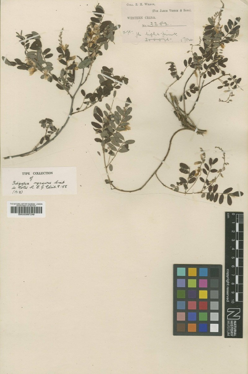 Indigofera myosurus