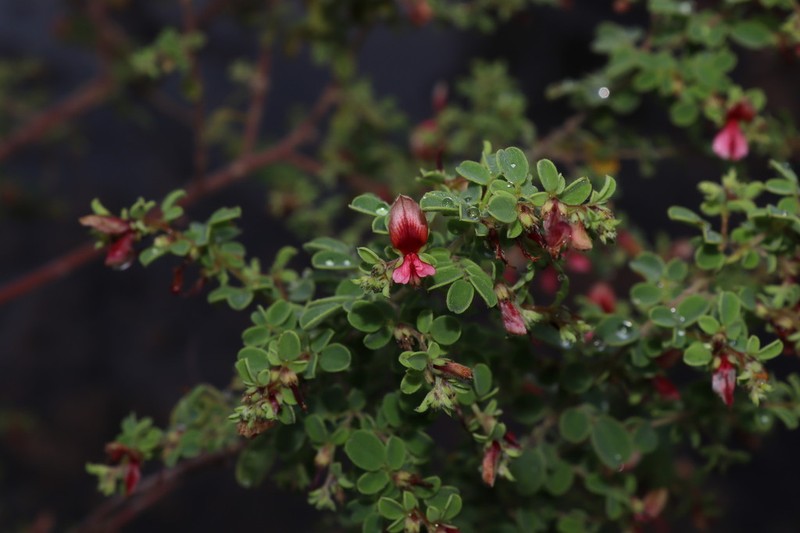 Indigofera mysorensis