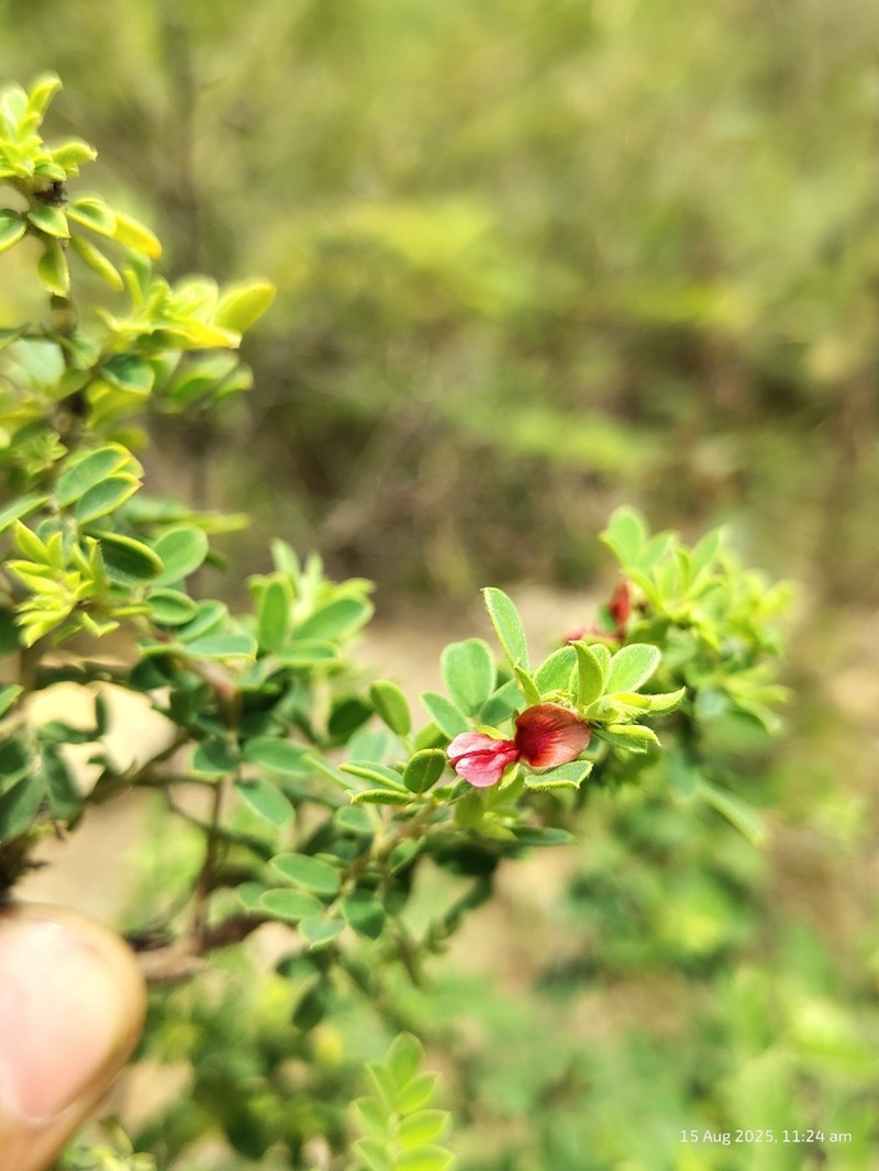 Indigofera mysorensis photo 2