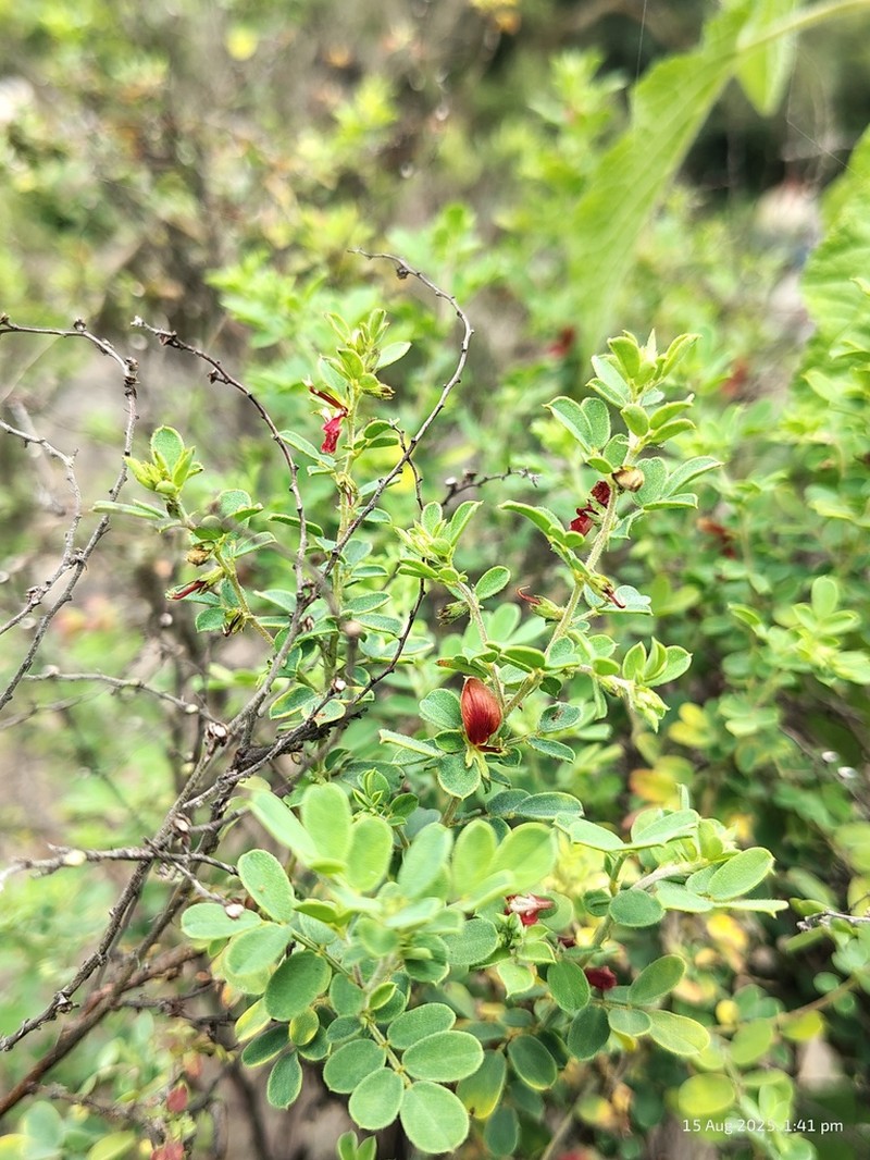 Indigofera mysorensis photo 3