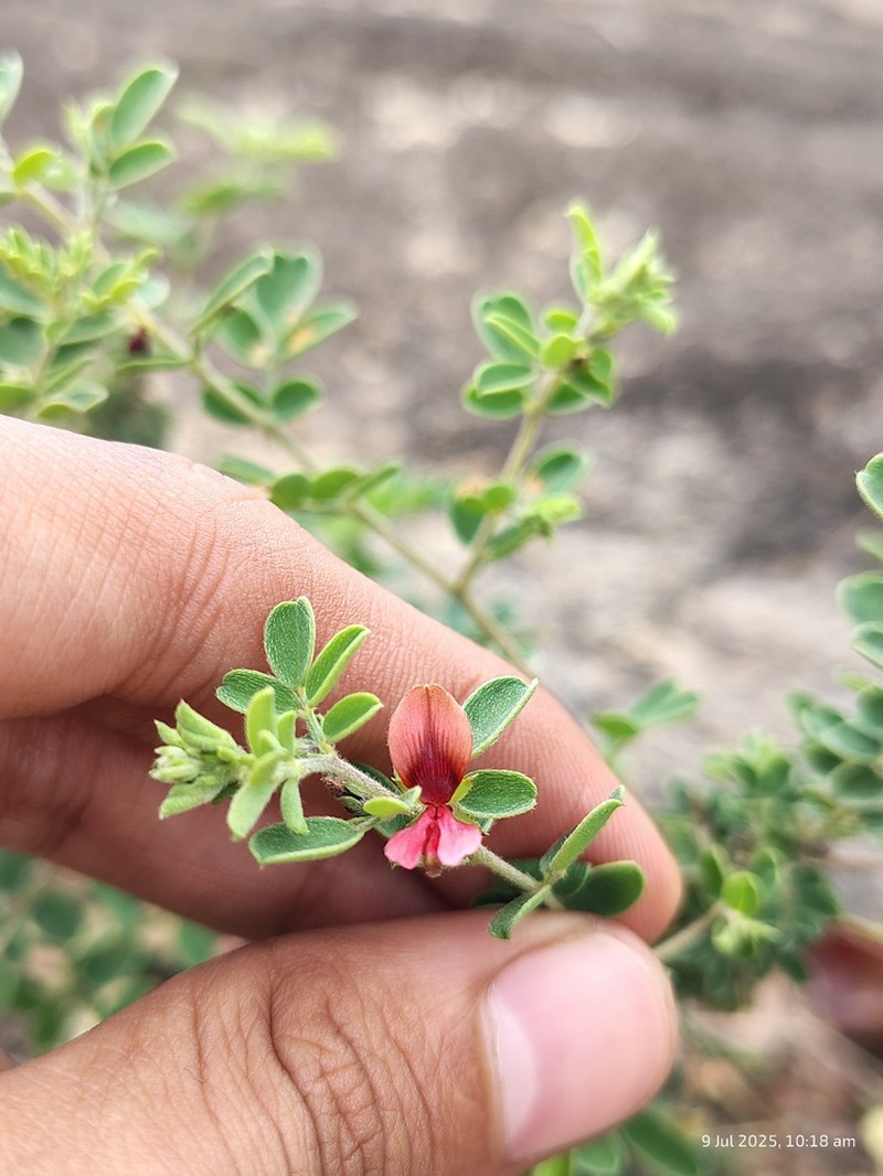 Indigofera mysorensis photo 4