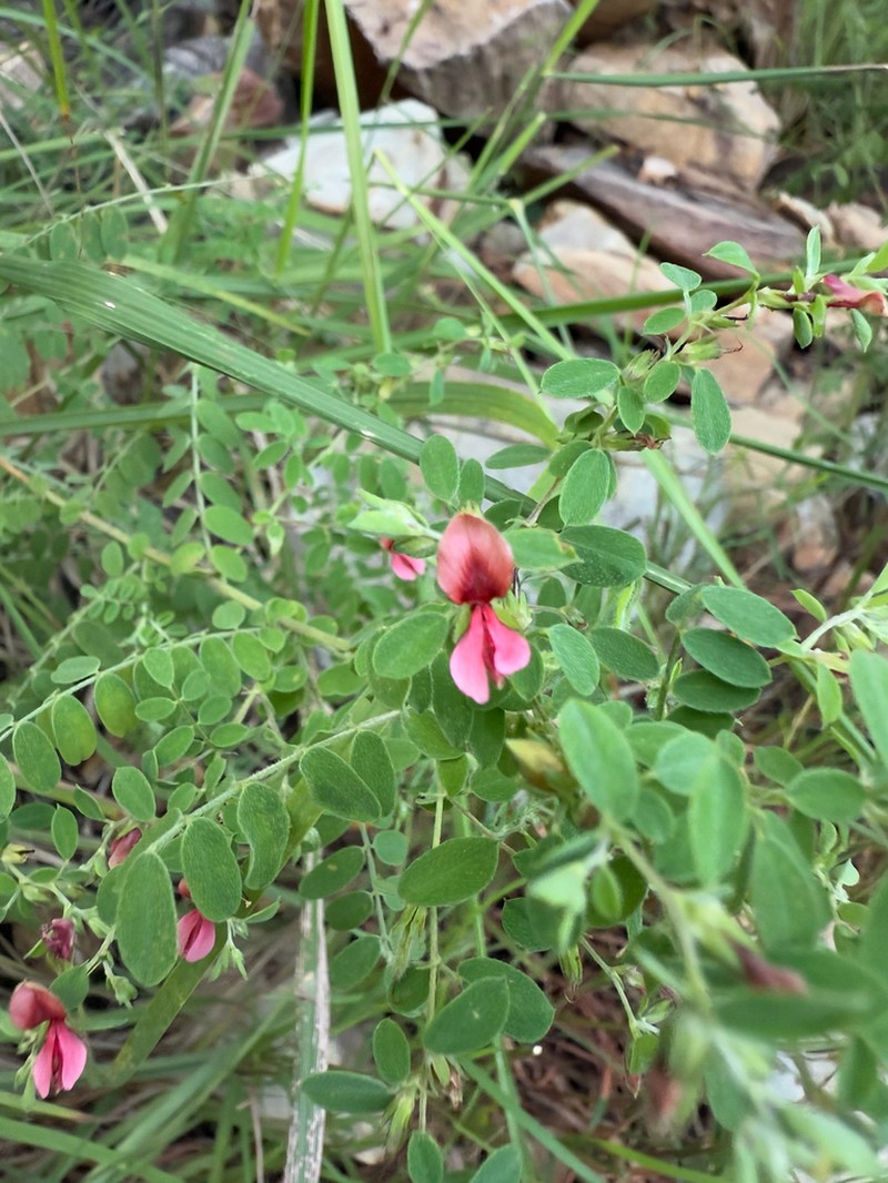 Indigofera mysorensis photo 5