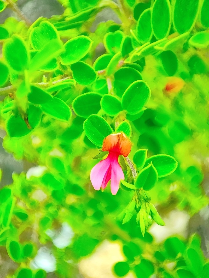 Indigofera mysorensis photo 6