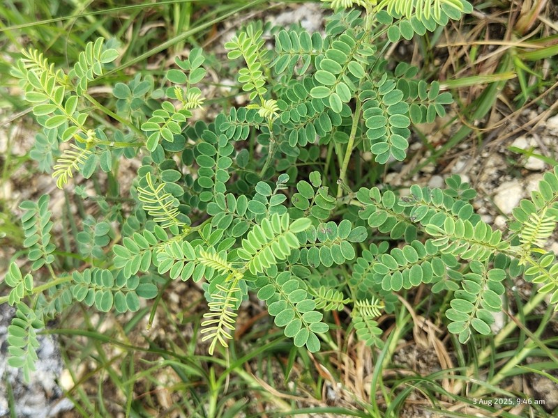 Indigofera mysorensis photo 8