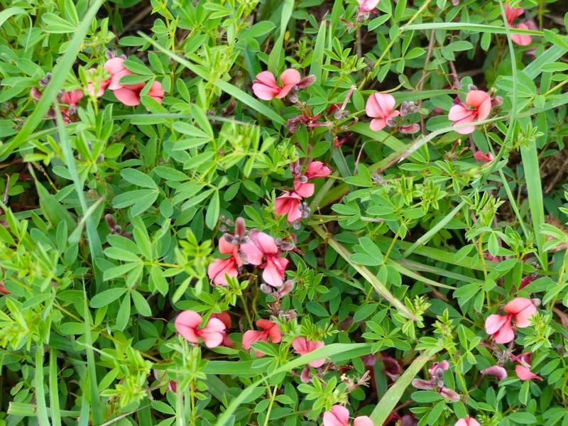 Indigofera nairobiensis
