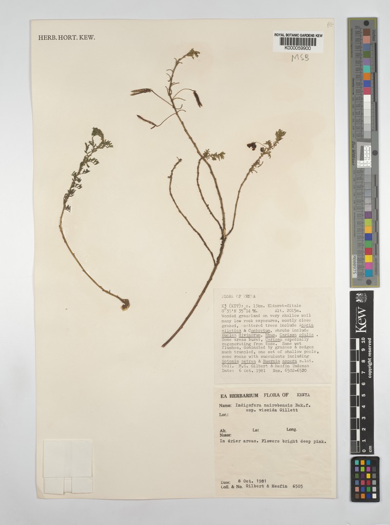 Indigofera nairobiensis photo 2