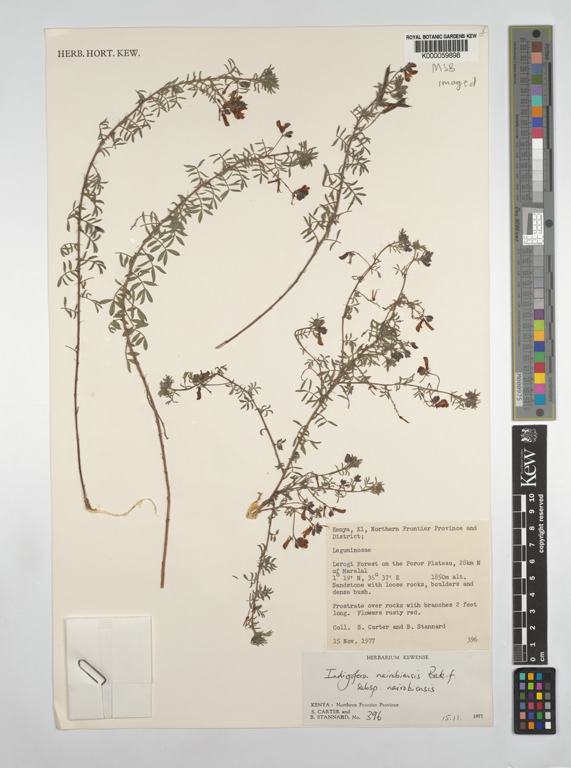 Indigofera nairobiensis photo 3