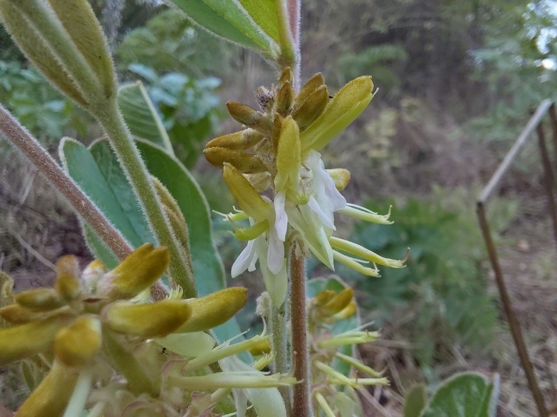 Indigofera nambalensis