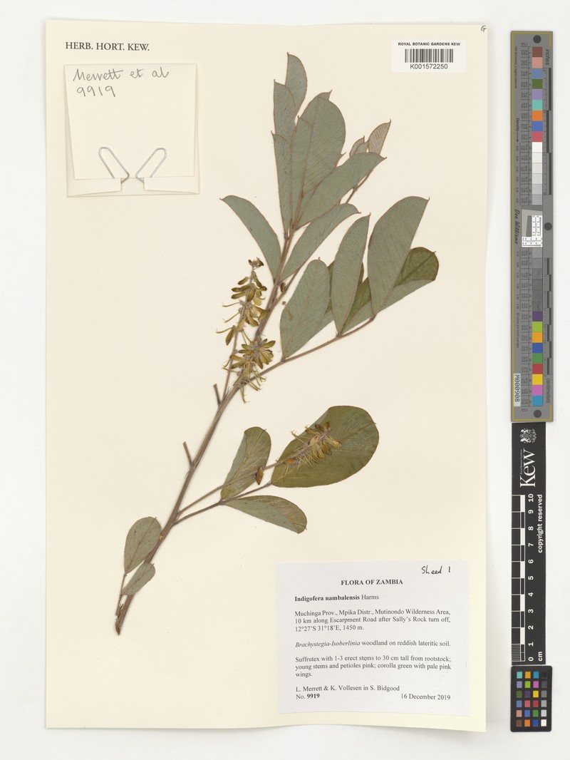 Indigofera nambalensis photo 3