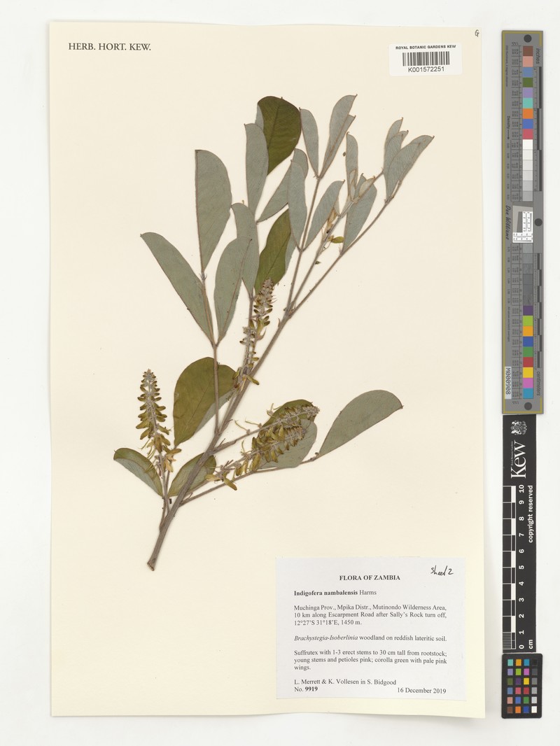 Indigofera nambalensis photo 4