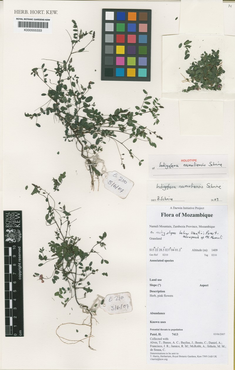 Indigofera namuliensis