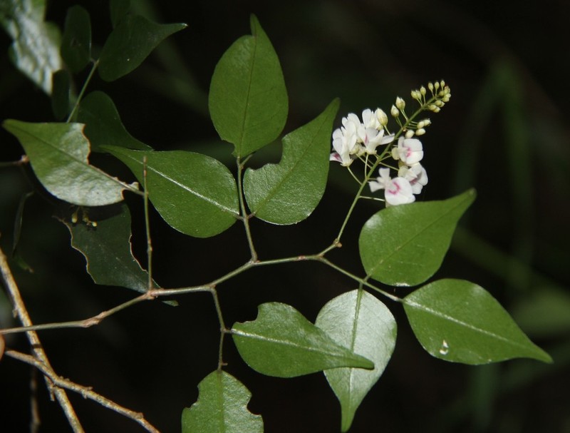 Indigofera natalensis