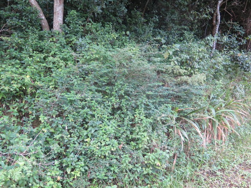 Indigofera natalensis photo 2