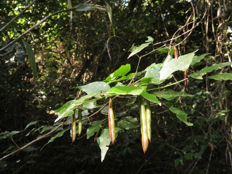 Indigofera natalensis photo 3