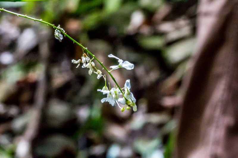 Indigofera natalensis photo 4