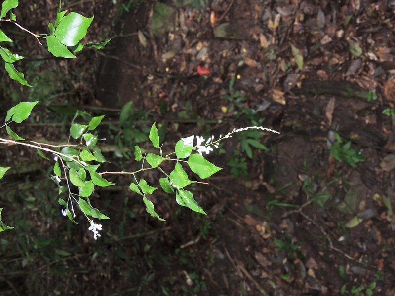 Indigofera natalensis photo 5