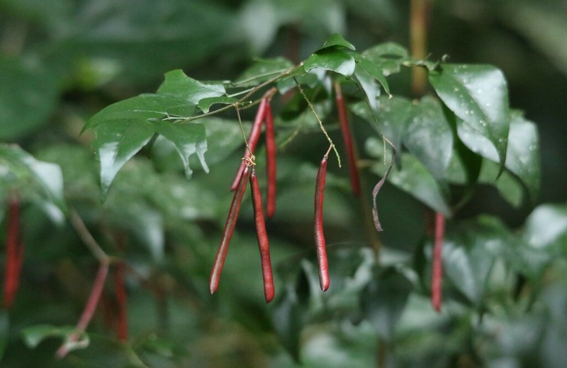 Indigofera natalensis photo 6