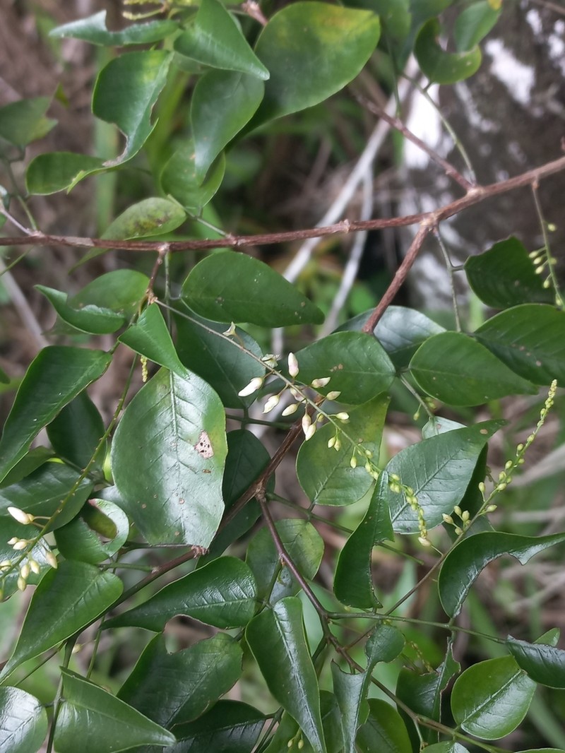 Indigofera natalensis photo 7