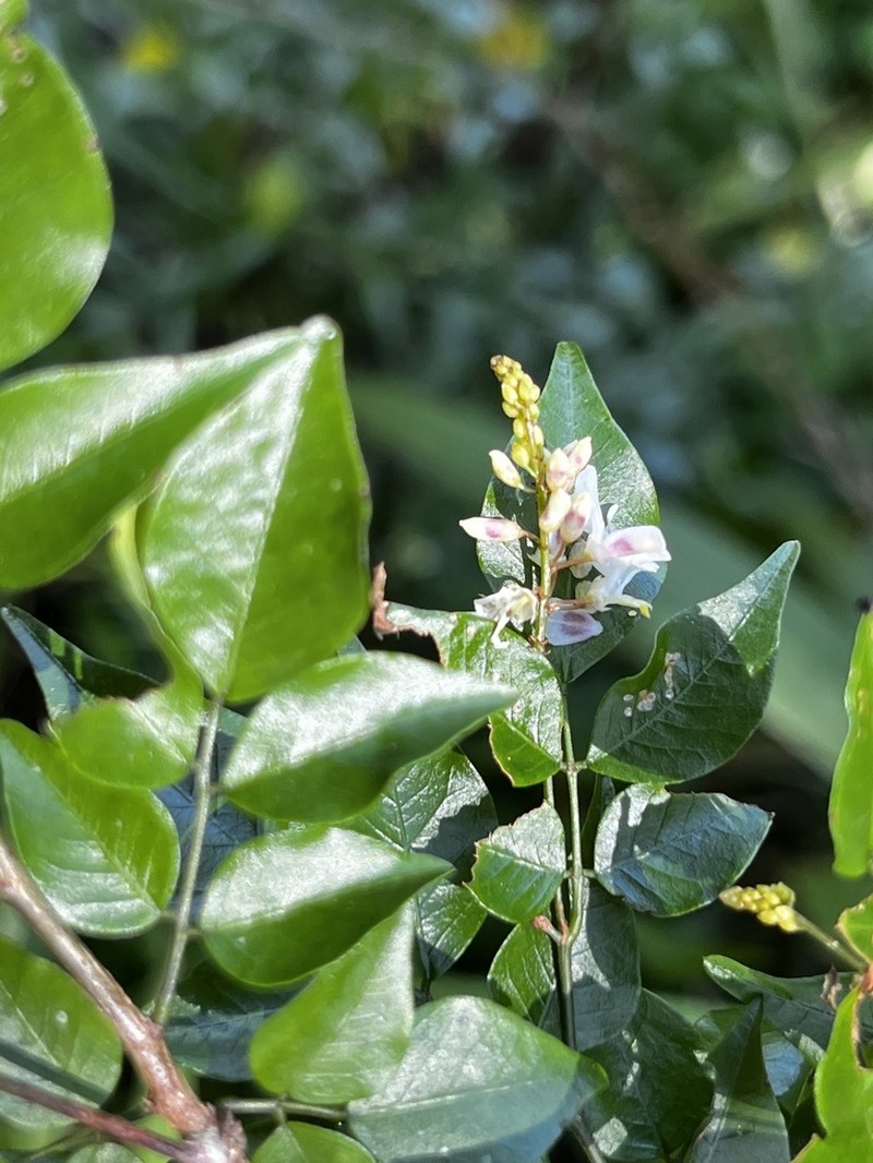 Indigofera natalensis photo 8