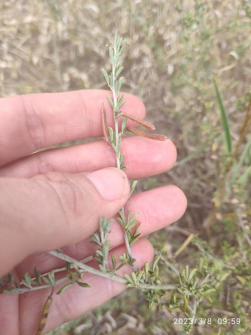 Indigofera nebrowniana