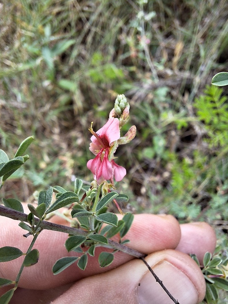 Indigofera nebrowniana photo 2