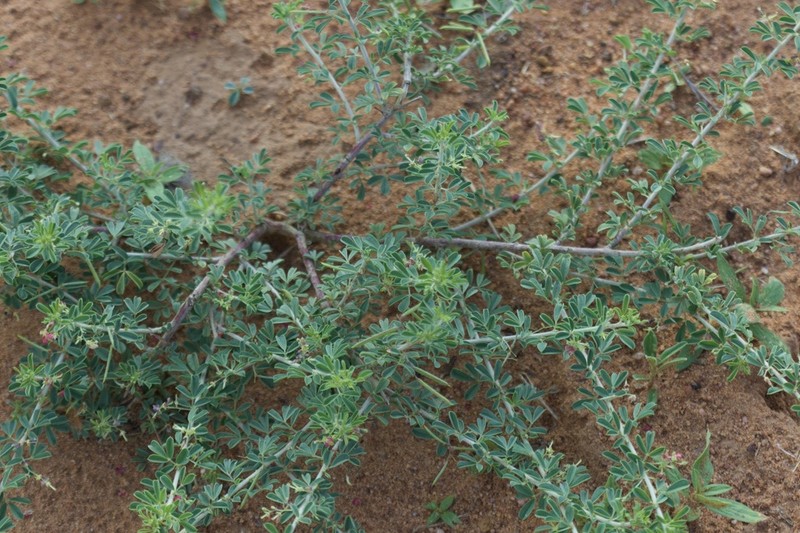 Indigofera nebrowniana photo 3