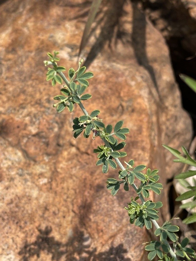 Indigofera nebrowniana photo 4
