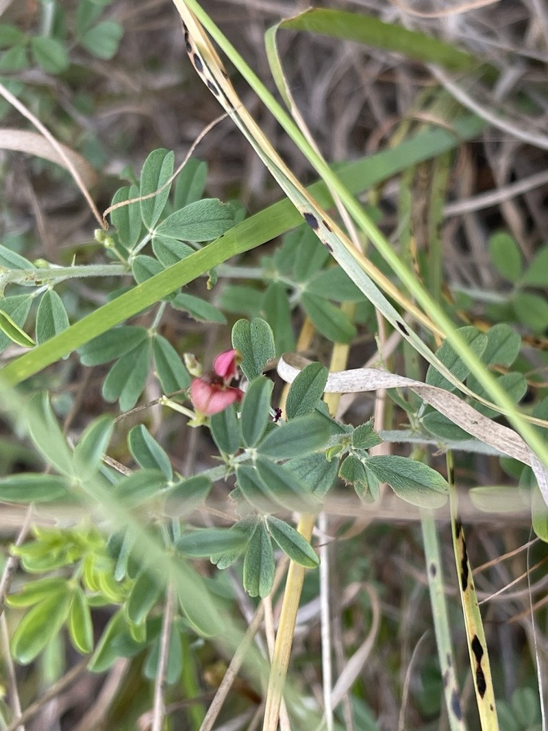 Indigofera nebrowniana photo 5
