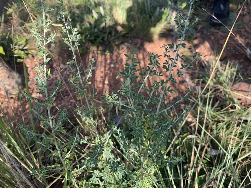 Indigofera nebrowniana photo 6