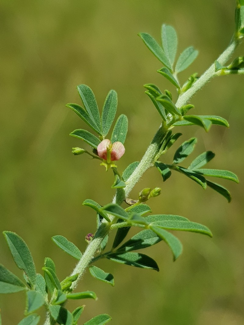 Indigofera nebrowniana photo 7