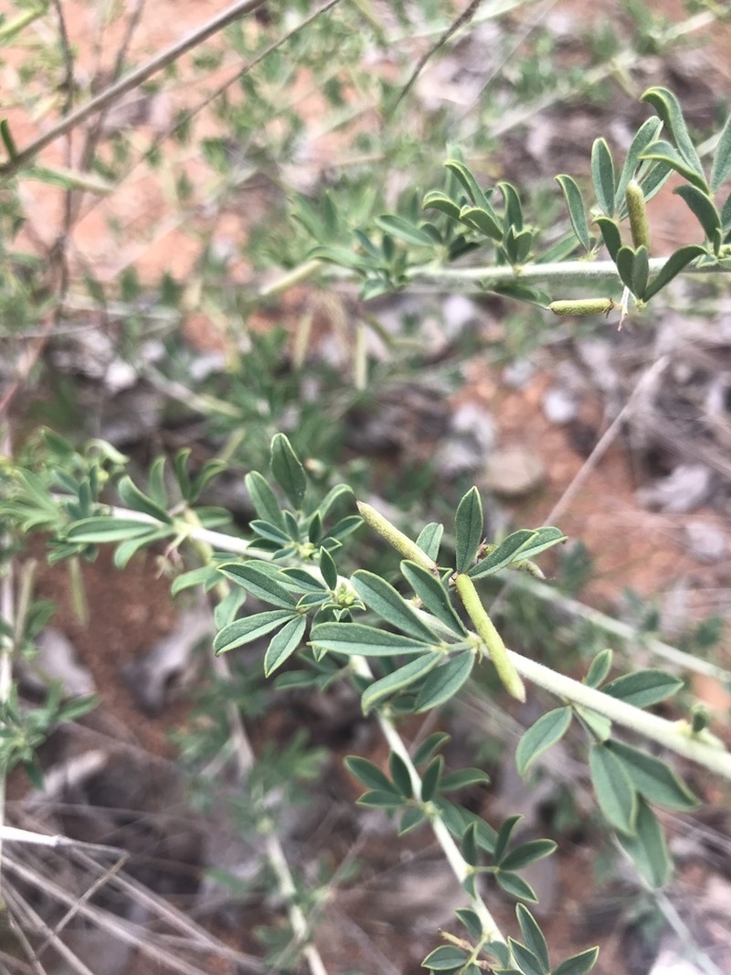 Indigofera nebrowniana photo 8