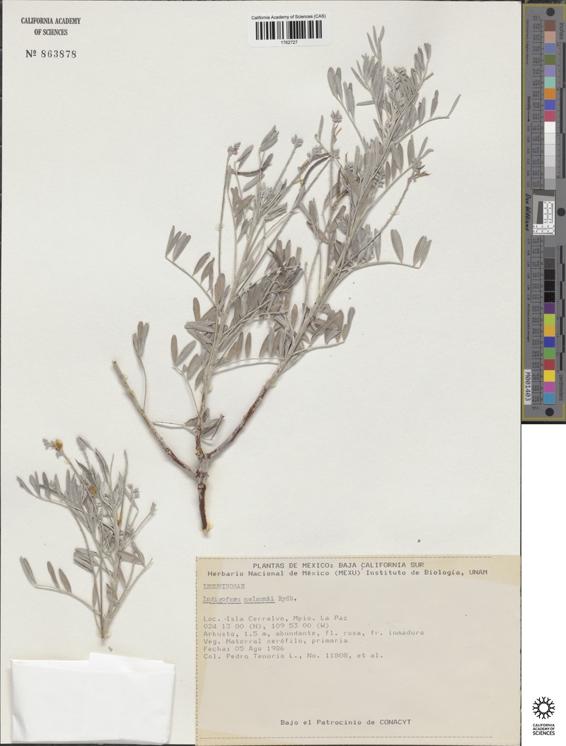 Indigofera nelsonii