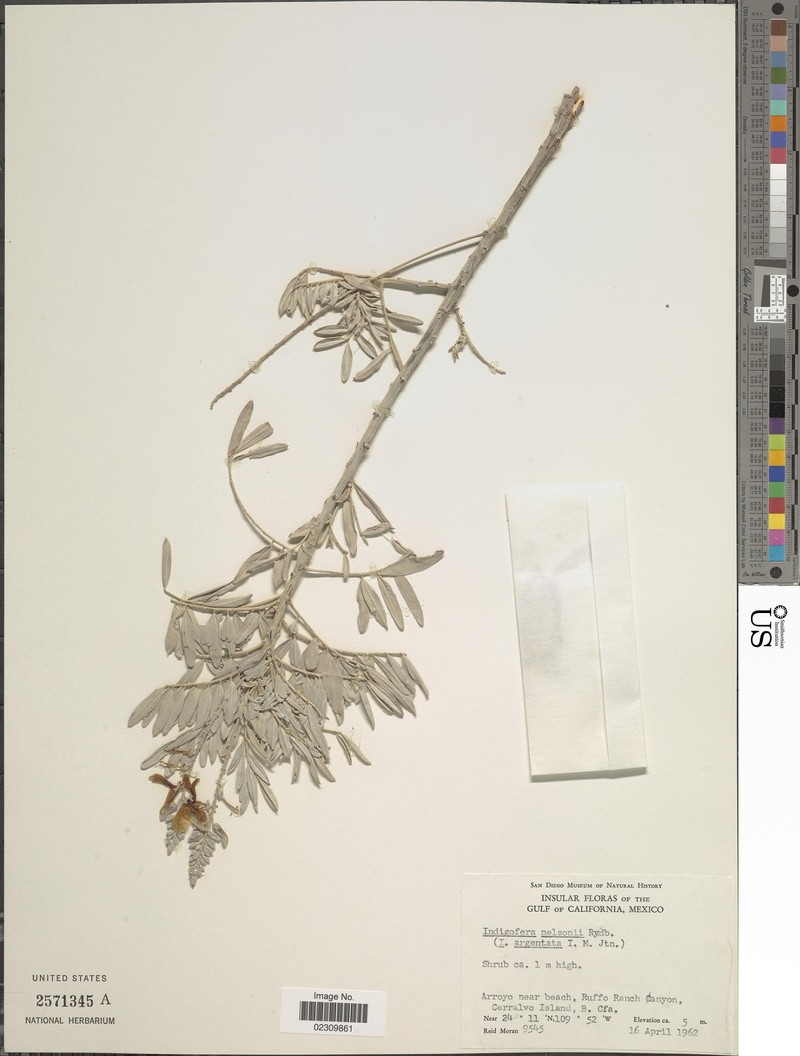 Indigofera nelsonii photo 2