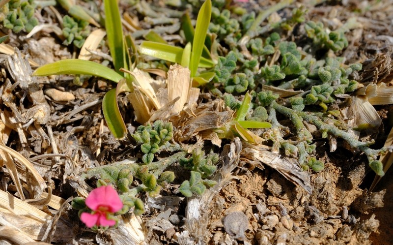 Indigofera nephrocarpa photo 2