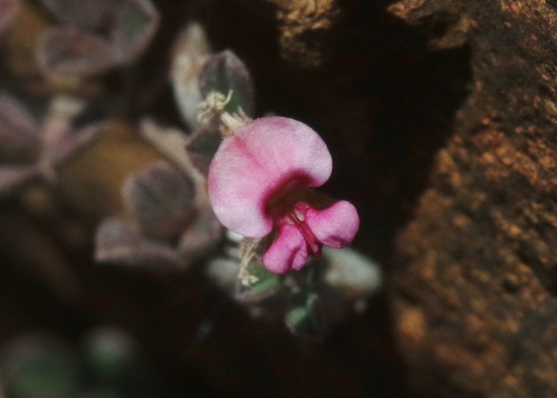 Indigofera nephrocarpa photo 3