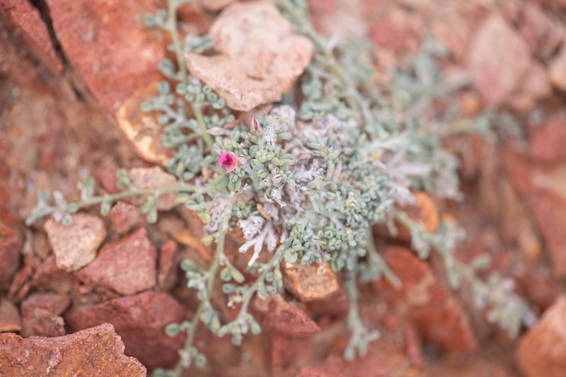 Indigofera nephrocarpa photo 4