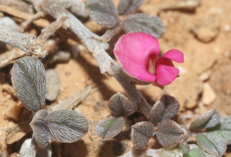 Indigofera nephrocarpa photo 6