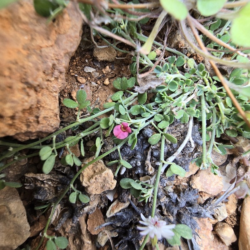 Indigofera nephrocarpa photo 7