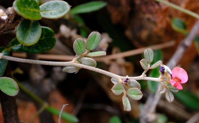 Indigofera nephrocarpoides