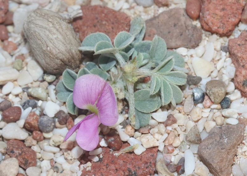 Indigofera nephrocarpoides photo 2